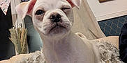 Pablo is registered to the contest to win money with this photo: puppy, dog, white_dog, brown_dog, blanket, curtains, clock, banner, indoor, pet, cute, sleeping, cozy, fur, nose, ears, animal, house, wall, relax