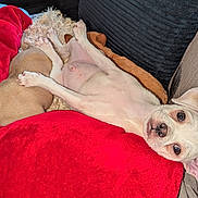 Pablo is registered to the contest to win money with this photo: puppy, dog, animal, pet, couch, blanket, red_blanket, snuggling, cute, fur, sleeping, relaxed, indoor, cozy, soft, small_dog, white_dog, brown_dog, paw, nose