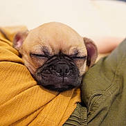 Lunar is registered to the contest to win money with this photo: puppy, dog, sleeping, close_up, cozy, brown, mustard, olive_green, fabric, texture, pet, animal, cute, small, resting, face, snout, ears, napping, domestic
