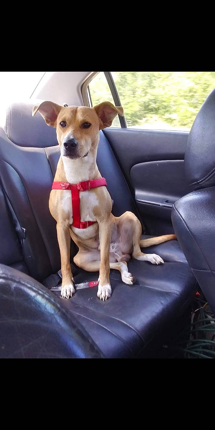 Butterbean joined the competition — help win amazing prizes! auto_part, car, car_seat, car_seat_cover, carnivore, collar, comfort, companion_dog, dog, dog_breed, dog_collar, dog_supply, fawn, motor_vehicle, seat_belt, toy_dog, vehicle, vehicle_door, window, working_animal