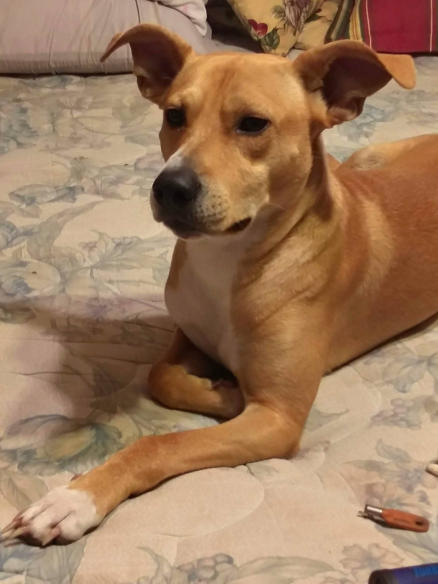 Butterbean joined the competition — help win amazing prizes! ancient_dog_breeds, canidae, carnivore, chihuahua, comfort, companion_dog, dog, dog_breed, dog_supply, ear, fawn, fur, paw, snout, sporting_group, street_dog, toy_dog, whiskers, wood, working_animal