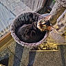 cat, cat_bed, cat_tree, indoor, green_eyes, curious, furry, pet, cozy, window, carpet, sunlight, animal, cute, resting, looking_up, feline, patterned_fur, home, soft