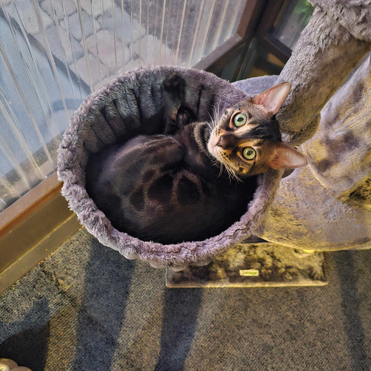 Jj joined the competition — help win amazing prizes! cat, cat_bed, cat_tree, indoor, green_eyes, curious, furry, pet, cozy, window, carpet, sunlight, animal, cute, resting, looking_up, feline, patterned_fur, home, soft