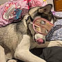 dog, husky, pet, bed, blanket, pillow, indoors, cute, playful, animal, fur, lying_down, pink, hello_kitty, blindfold, tongue, canine, resting, domestic_animal, sleep_mask