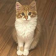 Marie joined the competition — help win amazing prizes! cat, kitten, orange, white, fluffy, fur, sitting, floor, wooden_floor, pet, animal, cute, young, indoor, whiskers, ears, paws, eyes, portrait, feline