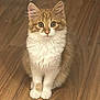 cat, kitten, orange, white, fluffy, fur, sitting, floor, wooden_floor, pet, animal, cute, young, indoor, whiskers, ears, paws, eyes, portrait, feline