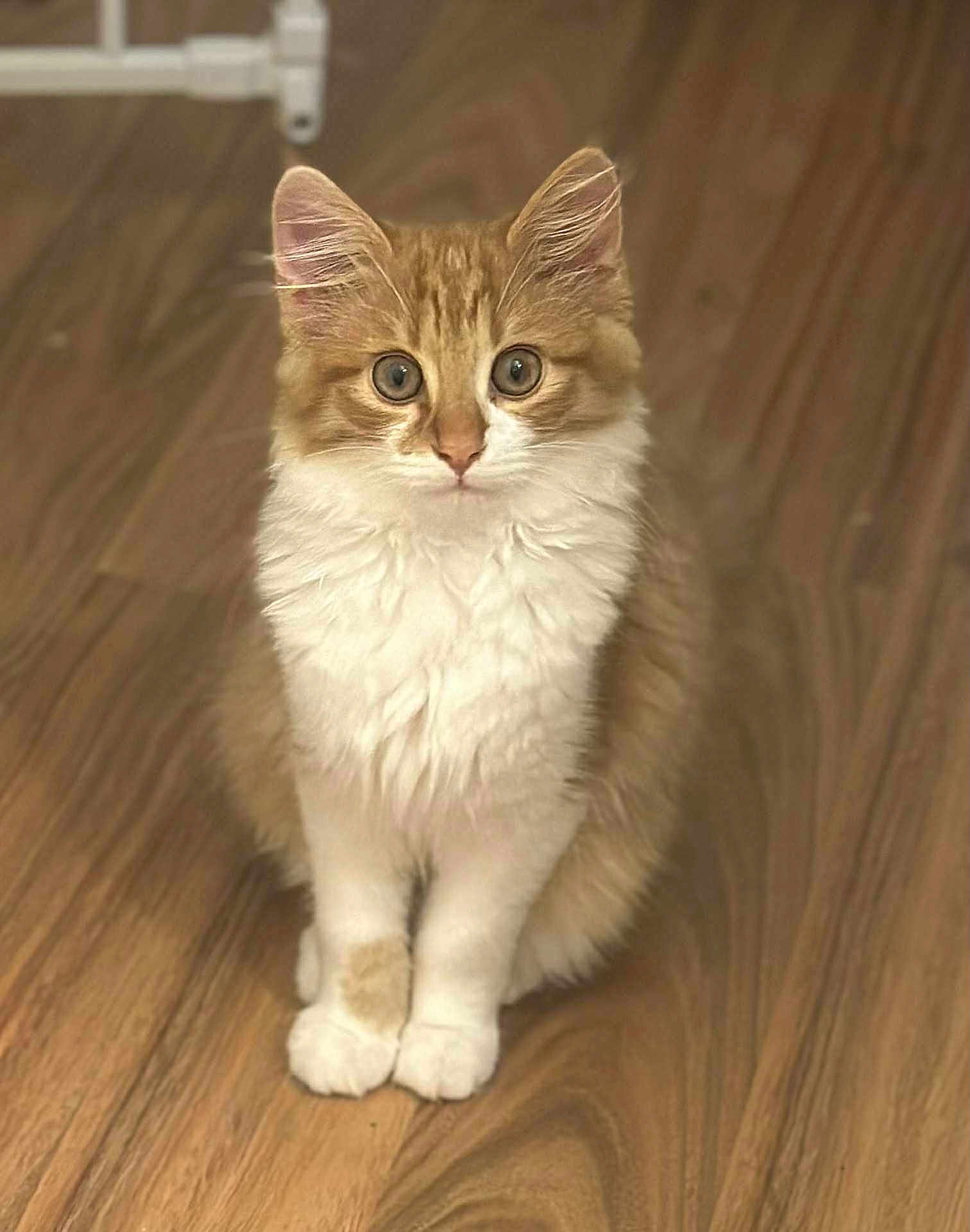 Marie joined the competition — help win amazing prizes! cat, kitten, orange, white, fluffy, fur, sitting, floor, wooden_floor, pet, animal, cute, young, indoor, whiskers, ears, paws, eyes, portrait, feline