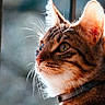 cat, tabby, close_up, pet, animal, whiskers, ears, fur, collar, portrait, indoor, side_view, looking, focused, sunlight, soft_light, feline, domestic_cat, cute, alert