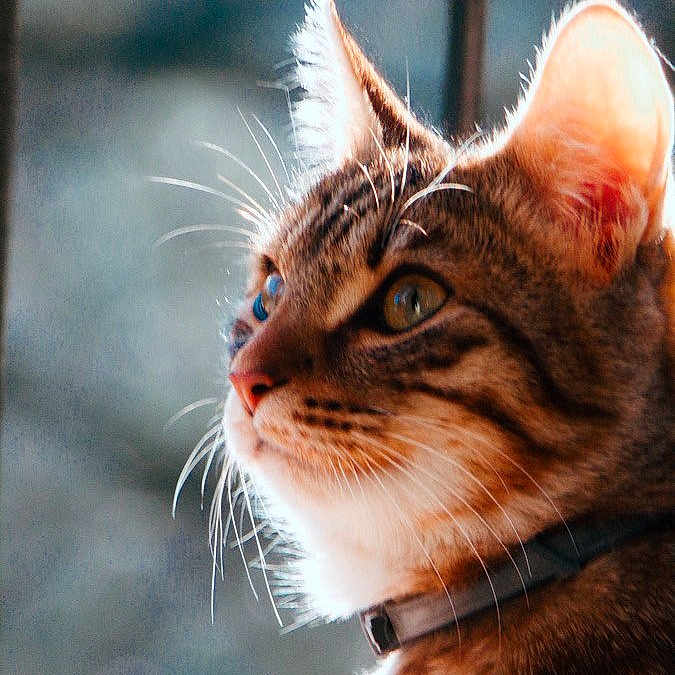 Tango participe au concours pour gagner de l'argent avec cette photo : cat, tabby, close_up, pet, animal, whiskers, ears, fur, collar, portrait, indoor, side_view, looking, focused, sunlight, soft_light, feline, domestic_cat, cute, alert