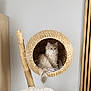 Anila a rejoint le concours — aidez-le/la à gagner de superbes lots ! cat, fluffy, indoor, pet, cat_bed, cat_tree, woven, furniture, floor, tile, wooden_stick, blanket, curious, feline, pet_accessory, cozy, home, animal, cute, relaxed