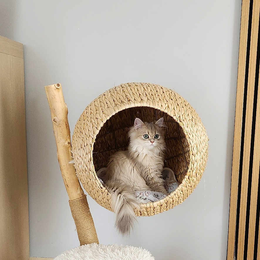 Anila a rejoint le concours — aidez-le/la à gagner de superbes lots ! animal, blanket, cat, cat_bed, cat_tree, cozy, curious, cute, feline, floor, fluffy, furniture, home, indoor, pet, pet_accessory, relaxed, tile, wooden_stick, woven