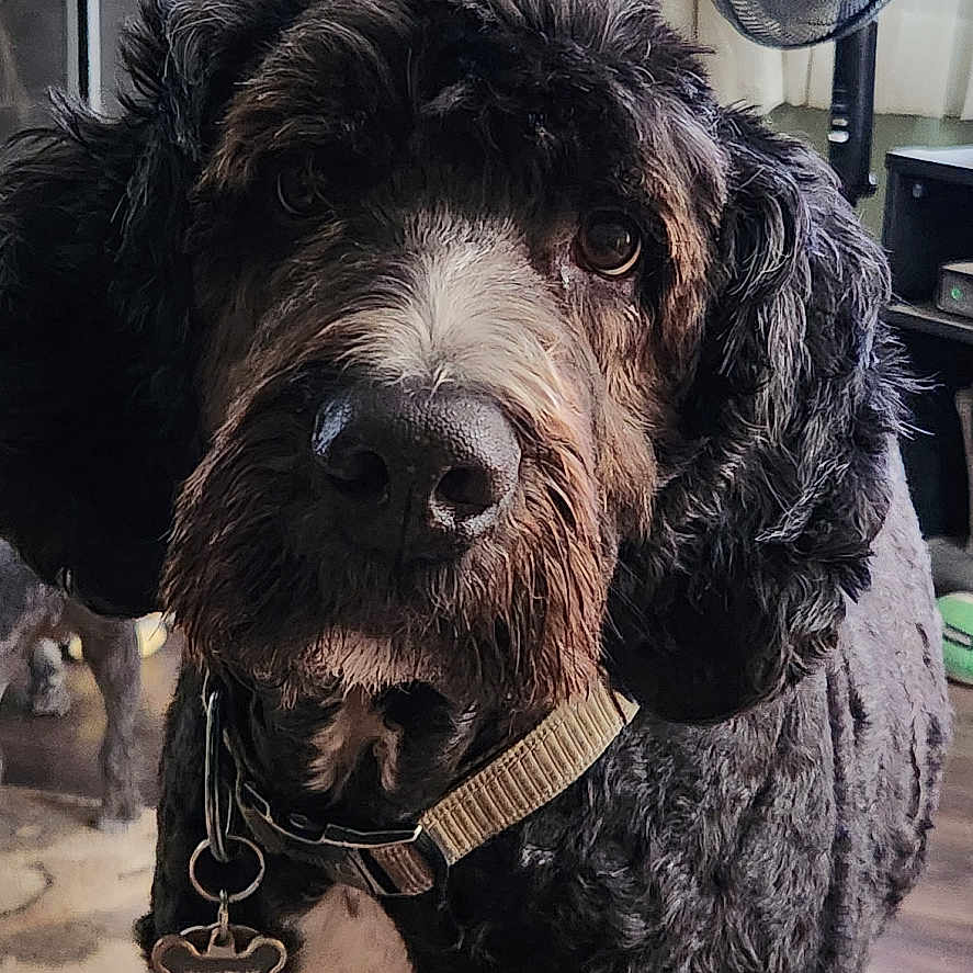 Charlie is registered to the contest to win money with this photo: analogclock, animal, architecture, building, canine, cattle, clock, couch, cow, dog, furniture, indoors, livestock, person, pet, photography, poodle, puppy, terrier, wallclock