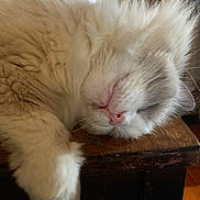 Honey is registered to the contest to win money with this photo: cat, sleeping, white_fur, fluffy, close_up, pink_nose, relaxation, wooden_surface, indoor, pet, animal, fur, whiskers, cozy, rest, cute, peaceful, domestic, nap, soft