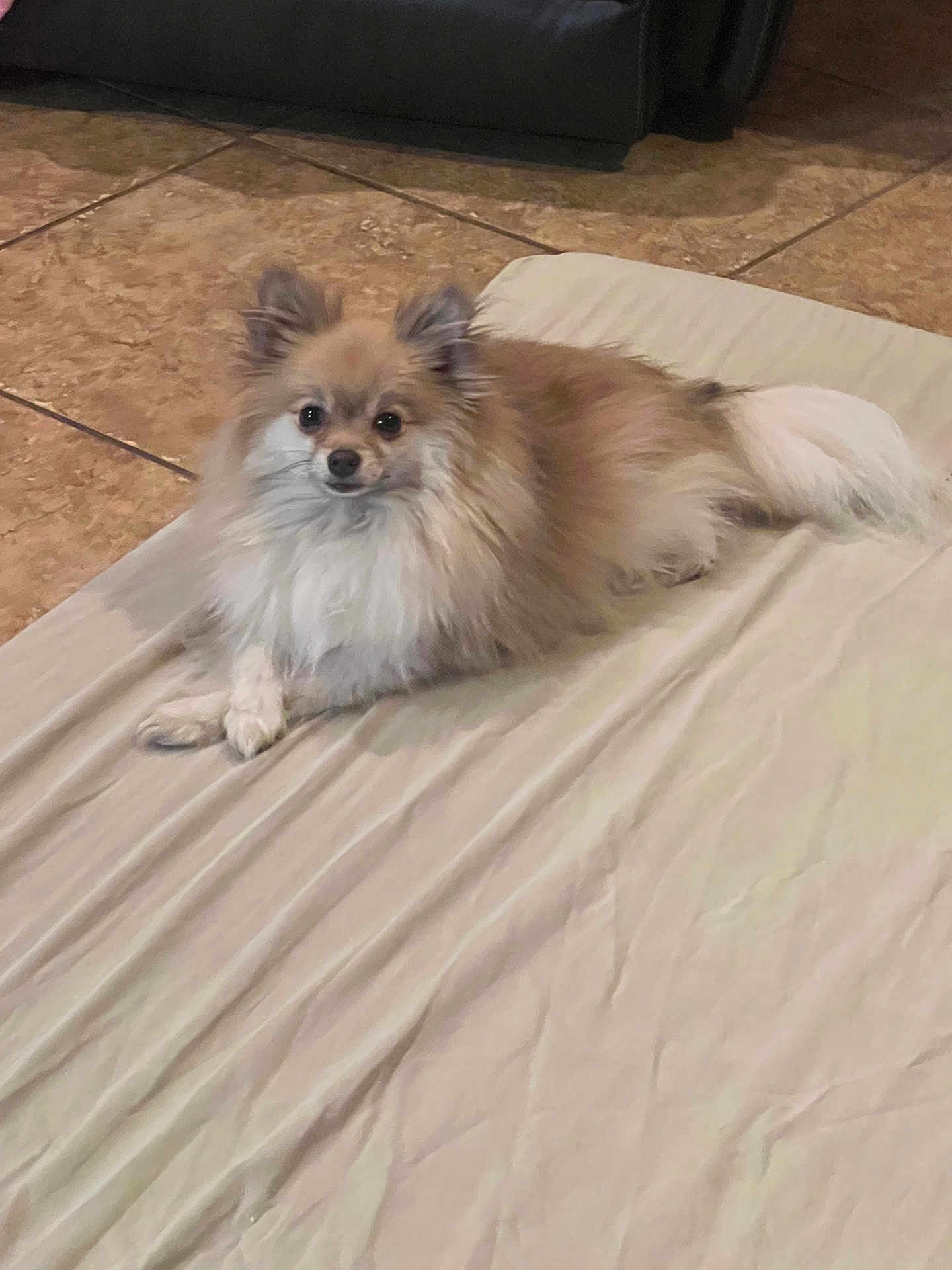 Maya