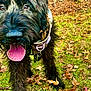 dog, black_dog, tongue, outdoor, grass, autumn_leaves, playful, canine, pet, animal, fur, nature, harness, tag, close_up, walking, leaf_litter, excited, muzzle, ears