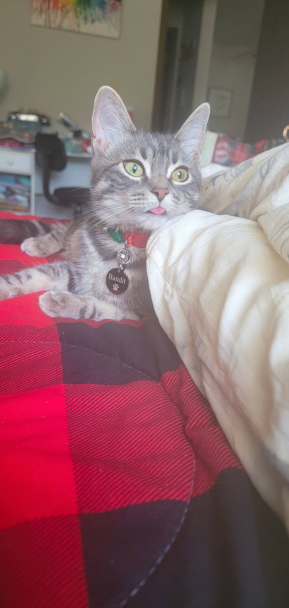 Bandit is registered to the contest to win money with this photo: bed, bedding, carnivore, cat, cat_supply, claw, comfort, couch, domestic_short_haired_cat, felidae, fur, grey, linens, magenta, pattern, paw, room, small_to_medium_sized_cats, tartan, whiskers