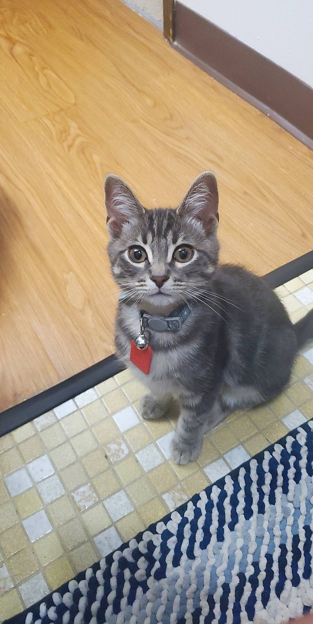 Bandit joined the competition — help win amazing prizes! carnivore, cat, claw, domestic_short_haired_cat, felidae, floor, flooring, fur, grey, hardwood, paw, sitting, small_to_medium_sized_cats, snout, tail, terrestrial_animal, whiskers, wood, wood_stain