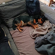 Catherine Amart participe au concours pour gagner de l'argent avec cette photo : animal, black, blanket, brown, canine, comfortable, couch, cozy, dog, domestic, fur, furniture, home, indoor, nap, pet, pillow, relaxing, resting, sleeping