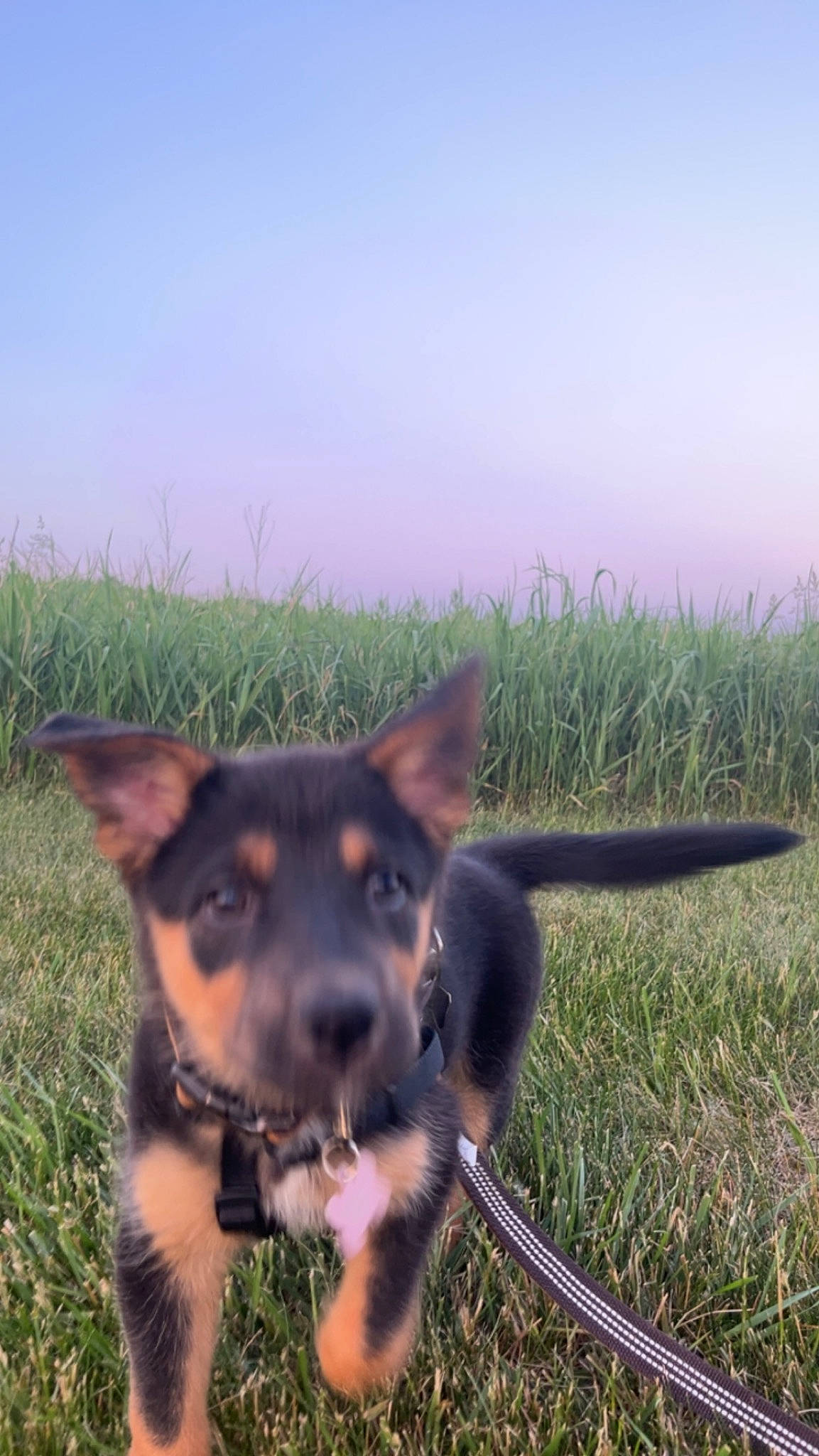 Lacey May is registered to the contest to win money with this photo: canidae, carnivore, collar, companion_dog, dog, dog_breed, fawn, grass, grassland, herding_dog, hunting_dog, landscape, plant, prairie, sky, snout, sporting_group, terrestrial_animal, working_animal, working_dog