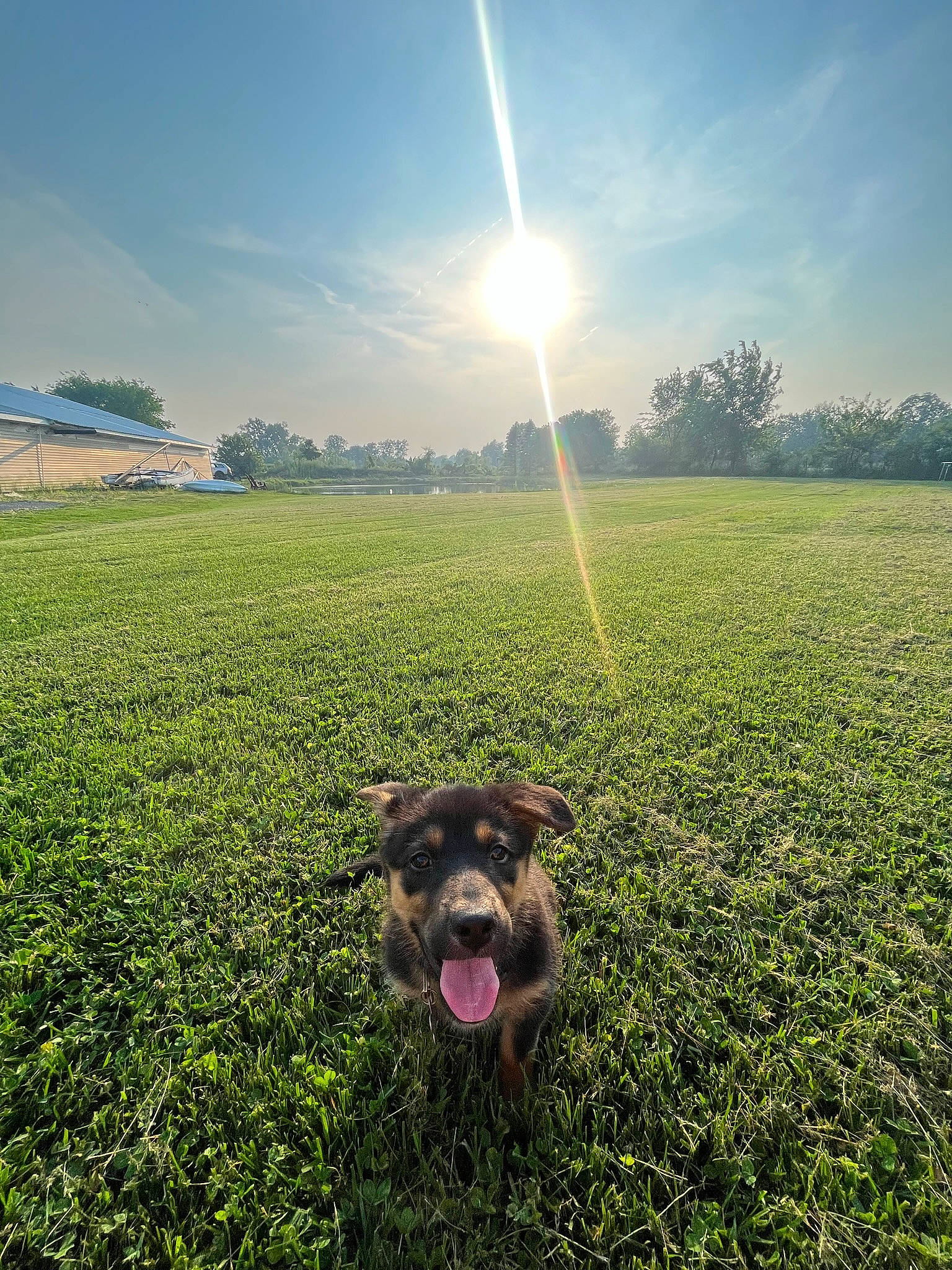Lacey May joined the competition — help win amazing prizes! agriculture, cloud, dog, dog_breed, gesture, grass, happy, land_lot, landscape, light, morning, natural_environment, natural_landscape, nature, people_in_nature, plant, sky, sunlight, tree, working_animal