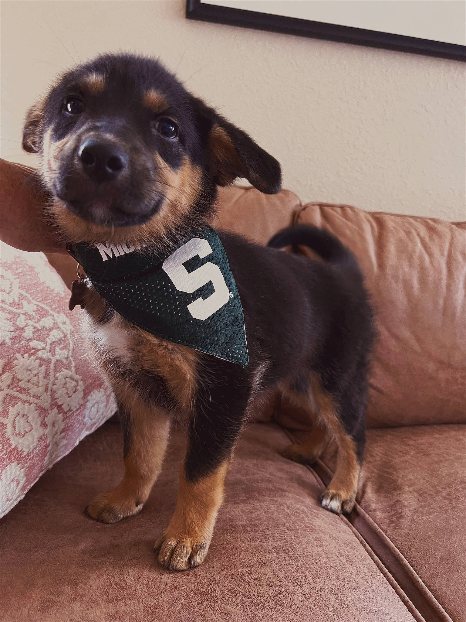 Lacey May joined the competition — help win amazing prizes! canidae, carnivore, collar, companion_dog, couch, dog, dog_breed, dog_clothes, dog_collar, dog_supply, fawn, flooring, fur, pet_supply, snout, sporting_group, tail, toy_dog, whiskers, working_animal