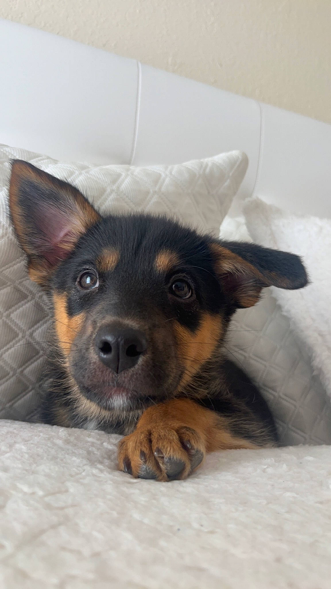 Lacey May is registered to the contest to win money with this photo: canidae, carnivore, comfort, companion_dog, dog, dog_breed, ear, fur, guard_dog, paw, prazsky_krysarik, snout, sporting_group, terrestrial_animal, toy_dog, whiskers, working_animal, working_dog