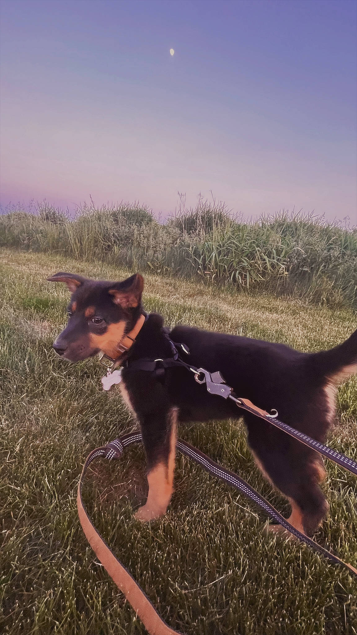 Lacey May joined the competition — help win amazing prizes! canidae, carnivore, companion_dog, dog, dog_breed, fashion_accessory, fawn, grass, grassland, happy, landscape, leash, moon, personal_protective_equipment, plant, shadow, sky, soil, sporting_group, working_animal