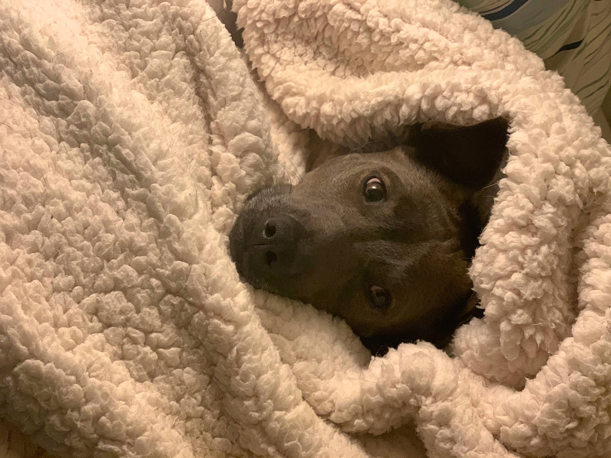 Julep joined the competition — help win amazing prizes! canidae, carnivore, close_up, comfort, companion_dog, dog, dog_breed, fur, pet_supply, snout, working_animal, working_dog