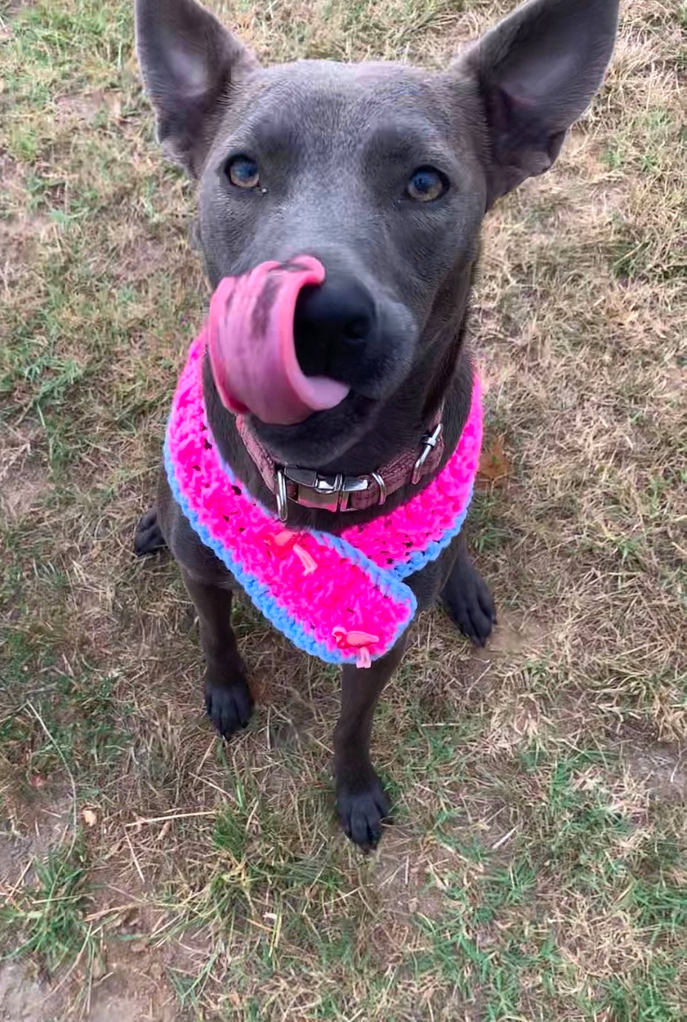 Julep joined the competition — help win amazing prizes! canidae, carnivore, collar, companion_dog, dog, dog_breed, dog_clothes, dog_collar, dog_supply, formosan_mountain_dog, grass, non_sporting_group, pet_supply, snout, sporting_group, terrier, whiskers, working_animal, working_dog