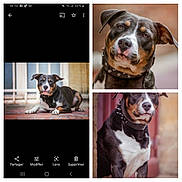 Saiko a rejoint le concours — aidez-le/la à gagner de superbes lots ! alert, animal, background_blur, black_and_white, brown_markings, canine, close_up, collar, curious, dog, ears, face, fur, looking_at_camera, lying_down, outdoor, pet, portrait, sitting, spiked_collar