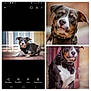 alert, animal, background_blur, black_and_white, brown_markings, canine, close_up, collar, curious, dog, ears, face, fur, looking_at_camera, lying_down, outdoor, pet, portrait, sitting, spiked_collar