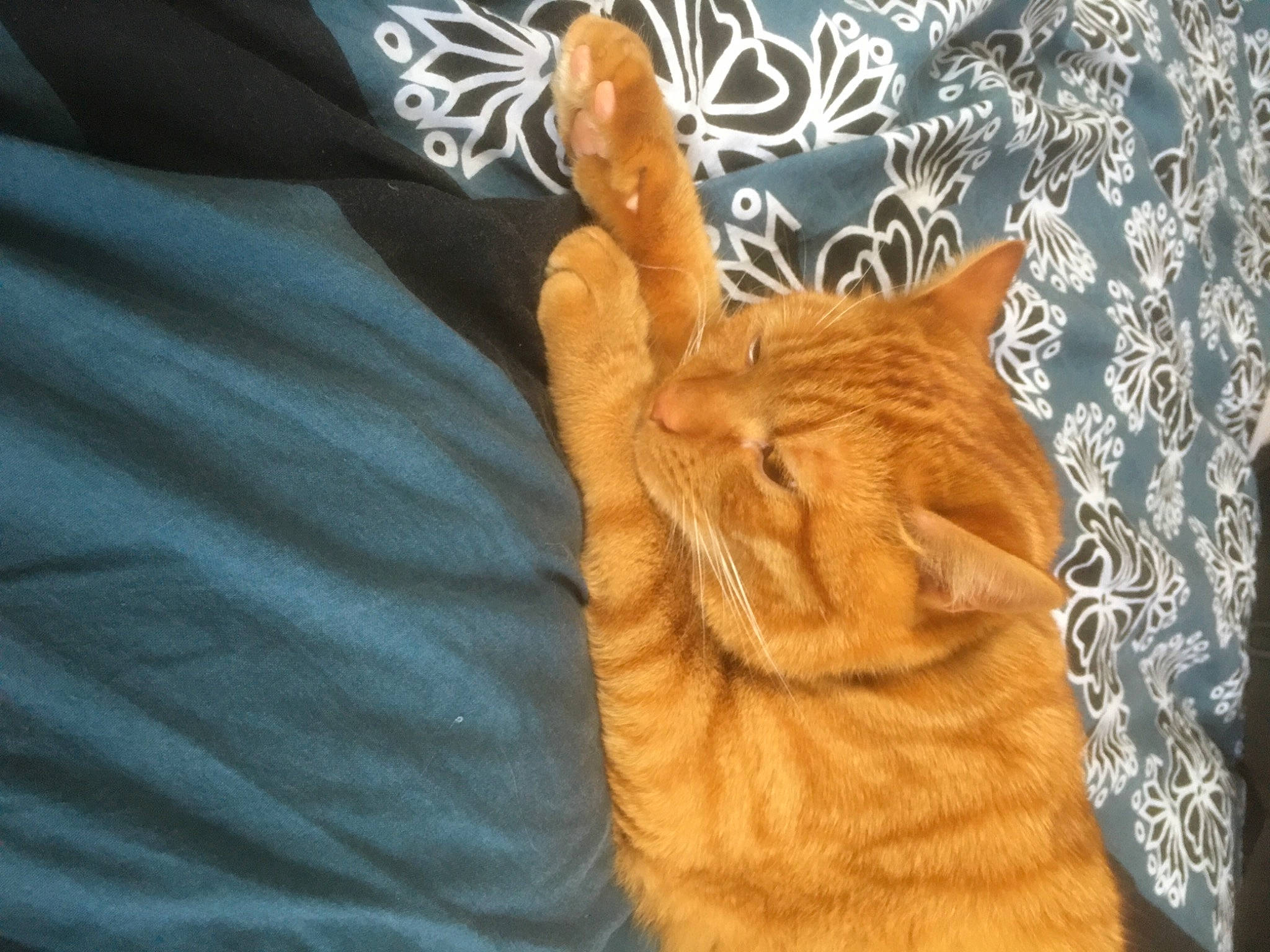 Roméo a rejoint le concours — aidez-le/la à gagner de superbes lots ! carnivore, cat, comfort, domestic_short_haired_cat, fawn, felidae, fur, orange, peach, small_to_medium_sized_cats, snout, tabby_cat, terrestrial_animal, vertebrate, whiskers