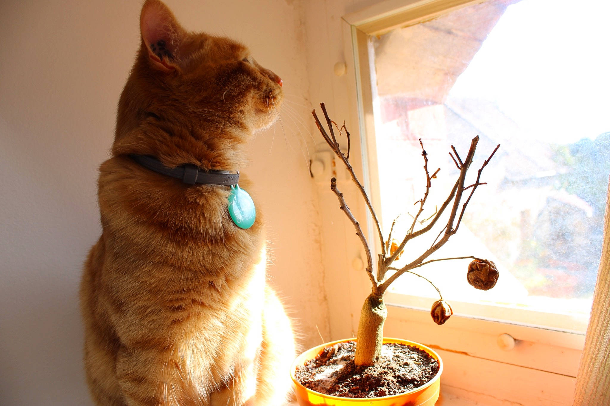 Roméo participe au concours pour gagner de l'argent avec cette photo : branch, carnivore, cat, domestic_short_haired_cat, european_shorthair, fawn, felidae, german_rex, houseplant, plant, small_to_medium_sized_cats, tree, whiskers, wood