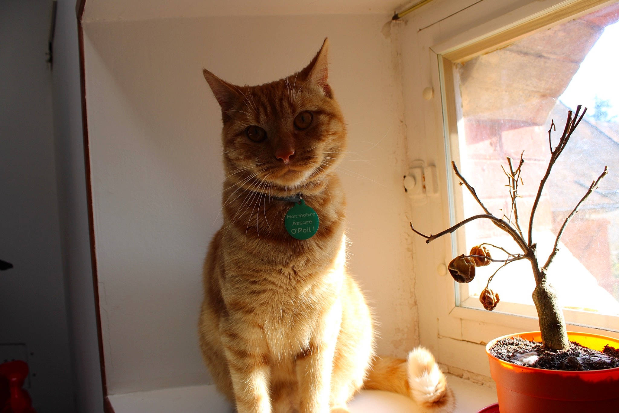 Roméo participe au concours pour gagner de l'argent avec cette photo : aegean_cat, asian, carnivore, cat, domestic_short_haired_cat, european_shorthair, fawn, felidae, german_rex, ojos_azules, small_to_medium_sized_cats, tabby_cat, tail, whiskers, window