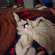 Milkshake joined the competition — help win amazing prizes! cat, white_cat, black_markings, lying_down, blanket, bed, leopard_print, red, blue, brown, gray_storage_bin, room, carpet, cozy, relaxed, sleepy, pet, indoor, feline, animal