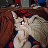 cat, white_cat, black_markings, lying_down, blanket, bed, leopard_print, red, blue, brown, gray_storage_bin, room, carpet, cozy, relaxed, sleepy, pet, indoor, feline, animal