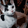 Milkshake is registered to the contest to win money with this photo: cat, kitten, black_and_white, marble_table, indoor, curious, pet, whiskers, ears, eyes, feline, cute, animal, sitting, domestic, young, portrait, looking_up, fur, small