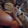 Milkshake joined the competition — help win amazing prizes! kitten, cat, black_and_white, paw, blanket, leg, human, cozy, indoor, resting, fur, cute, pet, animal, soft, touching, curious, close_up, relaxing, companion