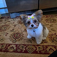 Chole Cook is registered to the contest to win money with this photo: adorable, animal, bow, brown_and_white, carpet, collar, companion, cute, dog, domestic_animal, ears, floor, fluffy, fur, indoor, kitchen, looking_at_camera, pet, sitting, small_dog