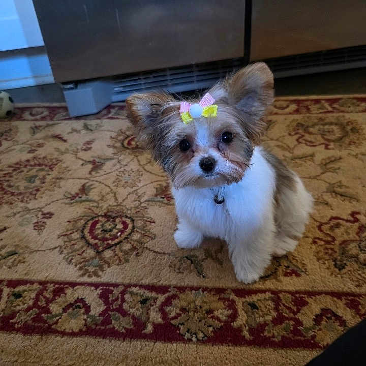 Chole Cook is registered to the contest to win money with this photo: adorable, animal, bow, brown_and_white, carpet, collar, companion, cute, dog, domestic_animal, ears, floor, fluffy, fur, indoor, kitchen, looking_at_camera, pet, sitting, small_dog