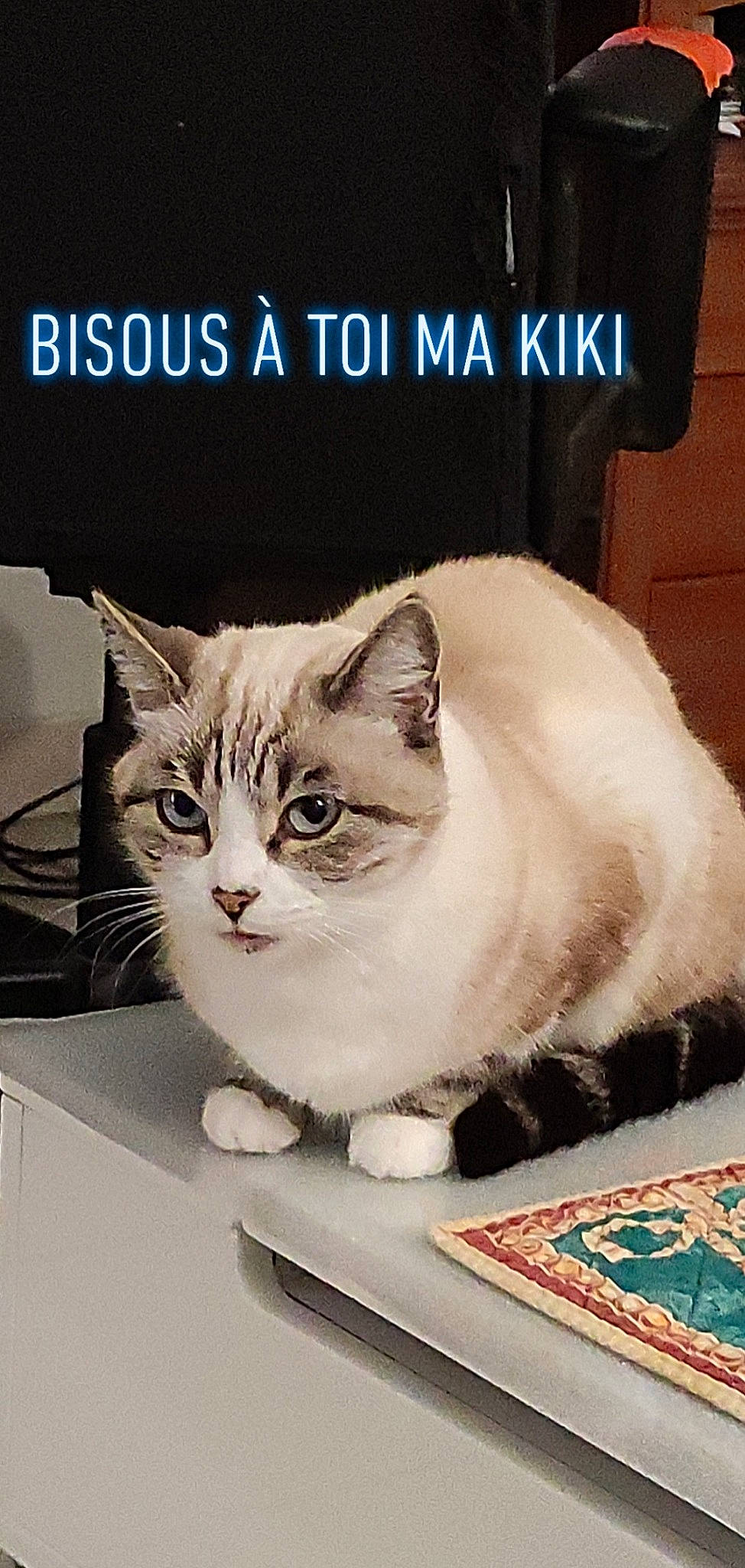 Kitty participe au concours pour gagner de l'argent avec cette photo : advertising, art, box, carnivore, cat, cat_supply, domestic_short_haired_cat, felidae, font, fur, internet_meme, paw, pet_supply, photo_caption, poster, publication, small_to_medium_sized_cats, tail, terrestrial_animal, whiskers