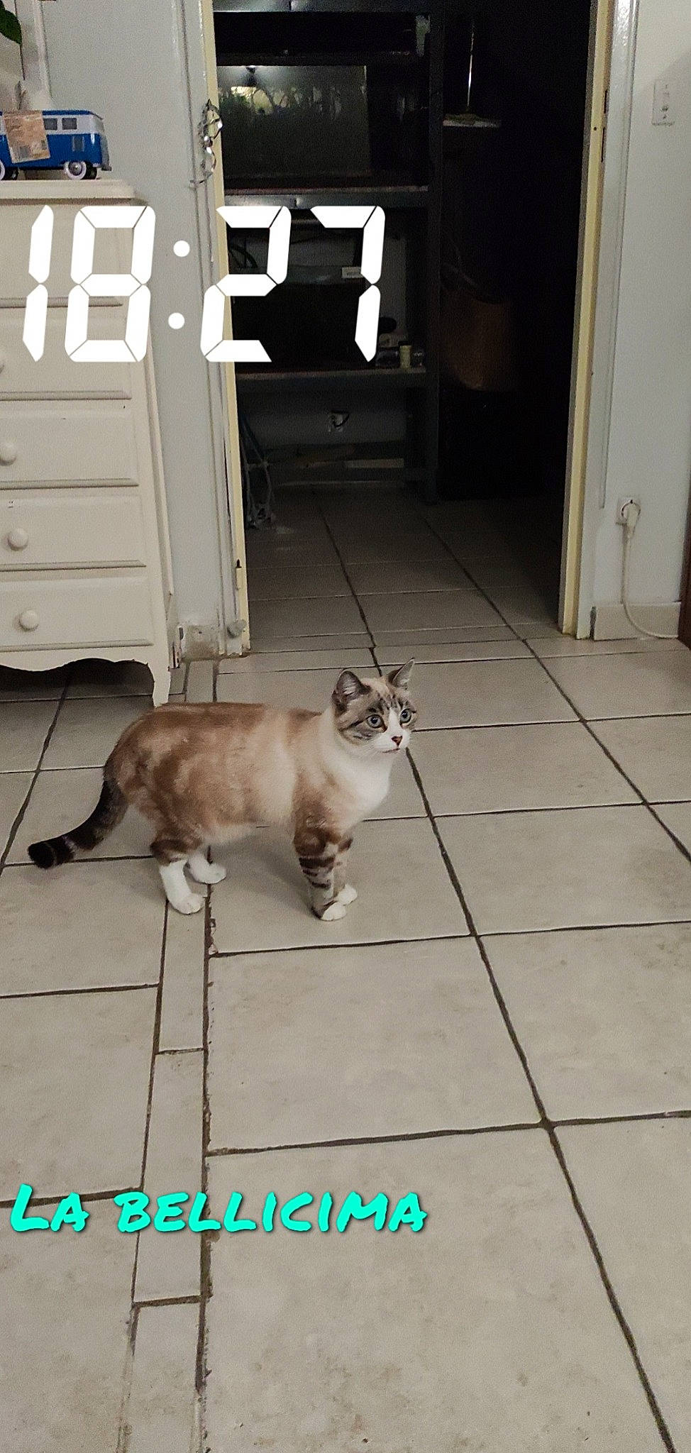 Kitty a rejoint le concours — aidez-le/la à gagner de superbes lots ! carnivore, cat, domestic_short_haired_cat, door, fawn, felidae, floor, flooring, grey, hardwood, line, plant, road_surface, siamese, small_to_medium_sized_cats, tail, thai, tile, whiskers, wood