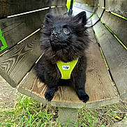 Aiko participe au concours pour gagner de l'argent avec cette photo : animal, black_dog, canine, close_up, curious, daylight, dog, fluffy, grass, greenery, ground, harness, looking_up, nature, outdoor, pet, playful, puppy, wooden_tunnel, yellow_harness