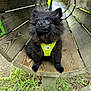 animal, black_dog, canine, close_up, curious, daylight, dog, fluffy, grass, greenery, ground, harness, looking_up, nature, outdoor, pet, playful, puppy, wooden_tunnel, yellow_harness