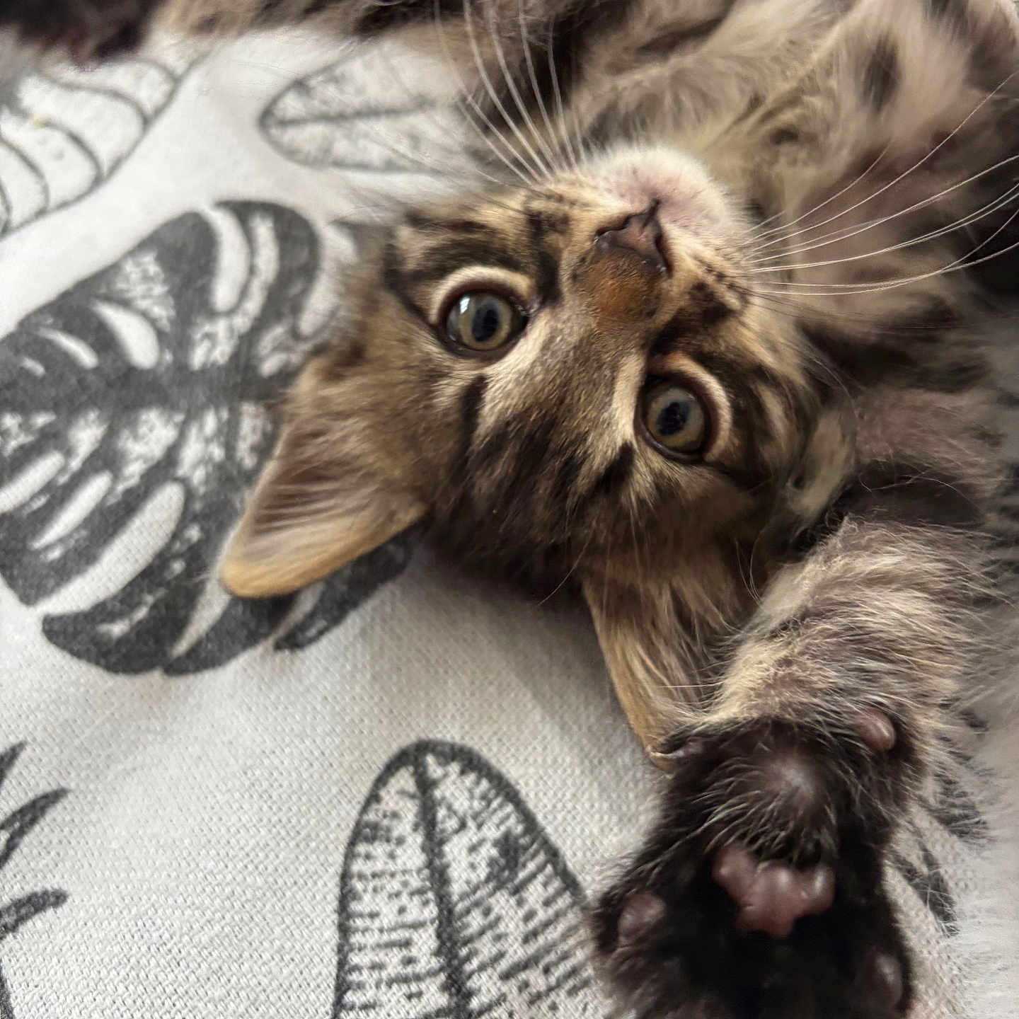 Souta participe au concours pour gagner de l'argent avec cette photo : abyssinian, animal, blanket, cat, claw, electronics, hardware, hook, kitten, manx, ocelot, pet, siamese