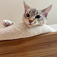 Pixel is registered to the contest to win money with this photo: cat, pet, animal, feline, paw, pink_pads, fur, whiskers, ears, wood, blanket, cozy, indoor, curious, cute, closeup, face, resting, home, soft