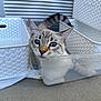 Pixel is registered to the contest to win money with this photo: cat, blue_eyes, plastic_container, white_baskets, curious, pet, animal, indoor, close_up, feline, tabby, striped_tail, whiskers, ears, floor, concrete, resting, cute, domestic_cat, container