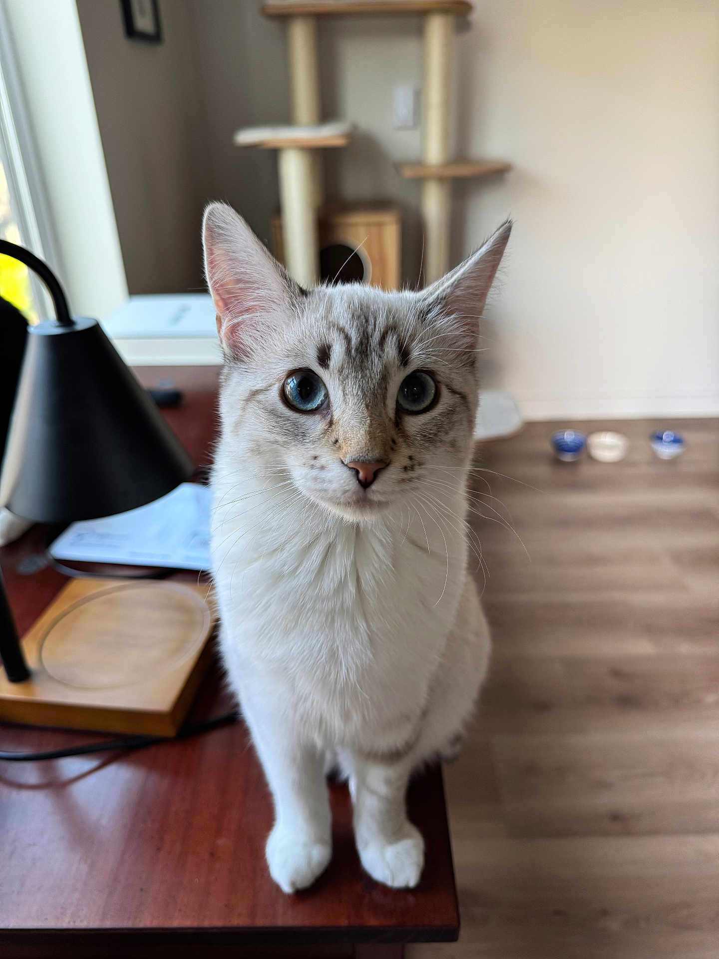 Pixel is registered to the contest to win money with this photo: cat, blue_eyes, pet, indoor, wooden_table, lamp, cat_tree, food_bowls, curious, feline, domestic_animal, whiskers, fur, ears, nose, paws, home, floor, natural_light, close_up