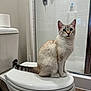 Pixel is registered to the contest to win money with this photo: cat, toilet, bathroom, shower, glass_door, tile_wall, floor, pet, animal, indoor, blue_eyes, fur, curious, white, cream, striped_tail, sitting, looking_up, clean, modern