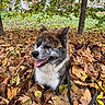 Rocket a rejoint le concours — aidez-le/la à gagner de superbes lots ! dog, autumn, leaves, park, trees, outdoor, nature, canine, fall, grass, brown, green, tongue_out, happy, fur, animal, pet, leash, season, daytime